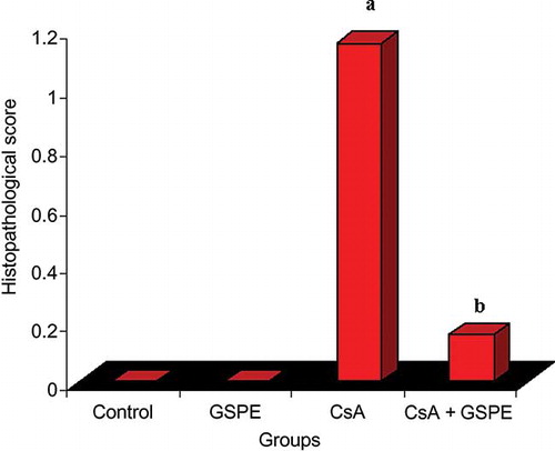 Figure 2. The effect of GSPE on histopathological score of myocardial cell in CsA-treated rats. The histopathological score of myocardial cell significantly increased in the CsA group compared with the control group. The histopathological score of myocardial cell significantly decreased in the CsA + GSPE group compared with the CsA group. The values are expressed as mean ± SD.Notes: CsA, cyclosporine A; GSPE, grape seed proanthocyanidin extract. (a) CsA versus control, p = 0.007; (b) CsA + GSPE versus CsA, p = 0.041.