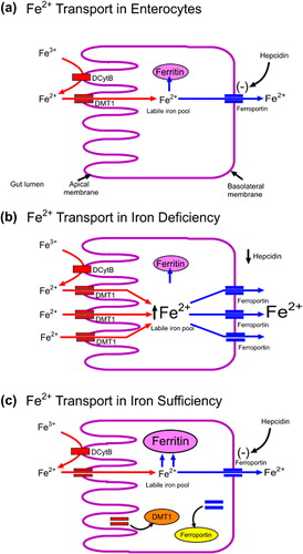 Figure 5. Regulation of iron absorption and uptake: (a) Iron is transported into the enterocytes by the divalent metal transporter (DMT1) and either stored in intracellular ferritin stores or exported out of the enterocyte by ferroportin. (b) When iron status is low, there is upregulation of gut iron transport primarily by an increased expression of DMT1. Also, under these conditions, release of hepcidin from the liver is reduced and more absorbed iron exported from the enterocytes and released from macrophages into the circulation. (c) In iron sufficiency, increased hepcidin production results in the internalization and degradation of ferroportin reducing export of iron from the enterocyte. The increase in intracellular iron results in internalization of DMT1 reducing the absorption of iron.