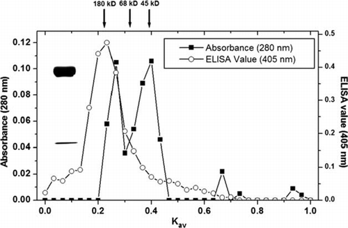 Figure 2.  The properties of water soluble egg yolk (absorbance at 280 nm) and IgY activity (ELISA) following fractionation by Sephacryl S-300 chromatography. Flow rate: 3 ml/h, Column: 1.0×110 cm. The IgY fraction containing 180 kDa was verified by SDS–PAGE.