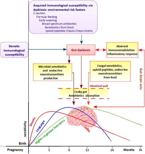 Figure 4. Suggested pathogenesis for autism. Genetic/immunological susceptibility and environmental risk factors could enhance gut dysbiosis, leading to an aberrant inflammatory response, to an abnormal production of microbial end-products, and to leaky gut. The latter can enhance mal-absorption of both microbial and exogenous xenobiotics derived from diet. Once absorbed in the bloodstream, all these compounds can affect the normal brain development and function both directly and impairing the immune system: the latter creates a loop, of aberrant gut–brain axis communication that contributes to enhance these aberrant physiological responses. Finally, endogenous or exogenous stressors might have an impact in the development of senses, language, and higher cognitive functions developing and integrating in the first period of life.