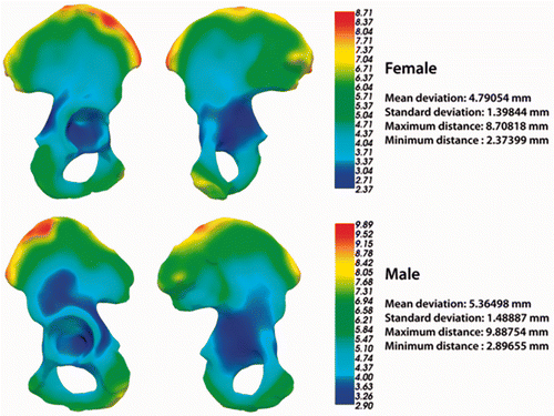 Figure 4. Pelvis shape variability maps based on the male and female pelvic surfaces from both training sets.