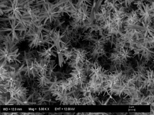 Figure 1. The Scanning electron microscope image of the ZnO nanorod.