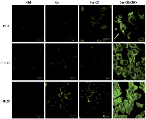 Figure 6. Confocal microscopy images of PC-3, DU 145 and HT-29 cells without any treatment as control (CTL), Cur, Cur–CD and Cur–CD/CNCx (50 lM). Green fluorescence appears due to curcumin. (Reprinted from Ref. [Citation62] Copyright 2016, with permission from Elsevier.)