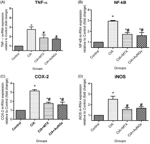 Figure 6. Effect of AuNGs on mRNA expression (fold change) in joints of CIA rats, TNF-α (A) NF-kB (B) COX-2 (C) iNOS (D). *Significantly different from control (p < .05); #significantly different from induced group (p < .05). Data are expressed as mean ± SD (n = 6) and analyzed by one-way ANOVA followed by Tukey's multiple range test.