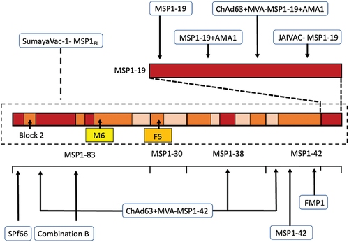 Figure 3. Overview of MSP1-based vaccine constructs evaluated in preclinical and early phase clinical development studies. Arrows point at the MSP1 subunit or epitopes within the subunit contained in the vaccine candidate. Highlighted: block 2, dimorphic fragments M6 (amino acids 671–833 from the K1 strain in yellow) and F5 (amino acids 384–595 from the MAD20 strain in orange).