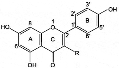 Figure 3. Basic structure of flavonoids. R = OH: flavonols; R = H: flavones.Source: Stalikas[Citation136]