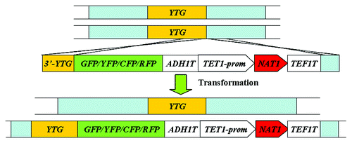 Figure 8. Strategy of protein tagging at the C-terminus of the target gene used in C. albicans.Citation16 YTG, your target gene; prom, promoter region given for gene; T, termination sequence of given gene.