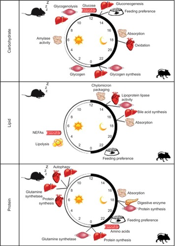 Figure 2 Time-of-day-dependent rhythms in glucose, lipid, and protein/amino acid metabolism in rodent models.
