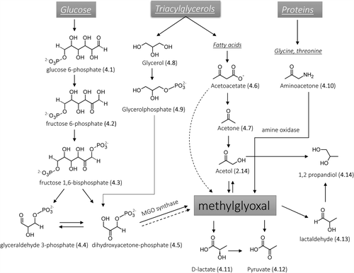 Figure 4. Schematized pathways for MGO formation and catabolism (dotted lines indicate nonenzymatic MGO formation). Adapted from [Citation105].