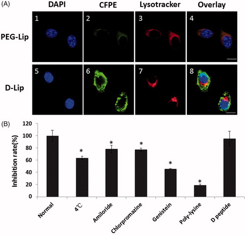 Figure 4. (A) The subcellular localization on C26 cells of CFPE-labeled liposomes (A2 and A6) and lysosomes (A3 and A7). Nuclei were stained by DAPI (A1 and A5). Scale bars represented 10 μm. (B) Cellular uptake of CFPE-labeled D-Lip on C26 cells inhibited by different factors. *indicates the significance between group Normal and all the other groups.