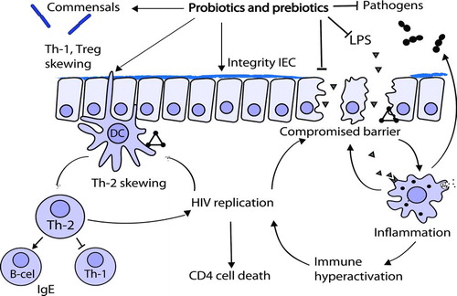 FIGURE 2  Potential benefits of probiotics and prebiotics in HIV-induced intestinal pathogenesis: HIV infection induces effects and positive feedback mechanisms that induce a loss of intestinal homeostasis and promote replication of the virus (triangles). Pro- and prebiotics may ameliorate the HIV-induced intestinal problems through effects on the microbiota and its metabolism, on various cells of the immune system (as represented by the arrow pointing at the sampling DC), and on intestinal epithelial cells.