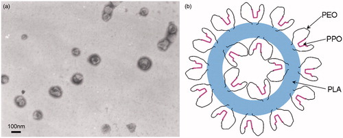 Figure 6. (a) TEM micrograph of PLA-P85-PLA nanoparticle vesicles in water. (b) The possible schematic microstructure of PLA-P85-PLA vesicles (Xiong et al., Citation2013).