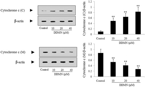 Figure 6. Effect of DDMN on expression of cytochrome c in SGC-7901 cells. Cytochrome c (C) and cytochrome c (M), respectively, represented cytochrome c in cytoplasm and cytochrome c in mitochondria. **p < 0.01, compared with the control.