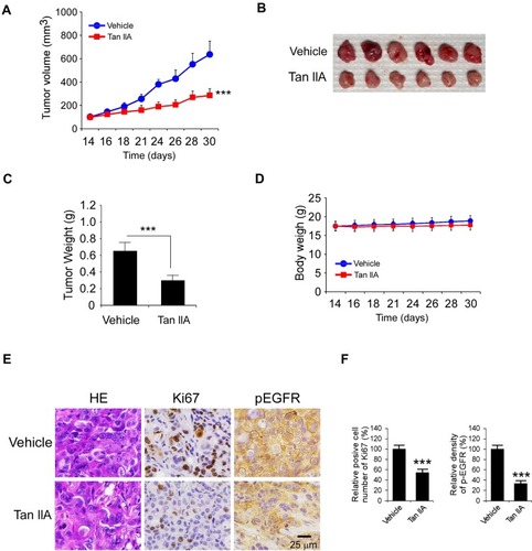 Figure 6 Tan IIA inhibits in vivo tumor growth. (A) The tumor volumes of HCC827-derived xenograft tumors with vehicle or Tan IIA treatment. (B and C) The image of tumor mass (B) and tumor weight (C) of vehicle- or Tan IIA-treated xenograft tumors. (D) The body weight of tumor-bearing mouse with vehicle or Tan IIA treatment. (E) Immunohistochemical staining analysis of ki67 and p-EGFR in vehicle- or Tan IIA-treated xenograft tumors. (F) Qualification of ki67 and p-EGFR staining from (E). ***p<0.001.
