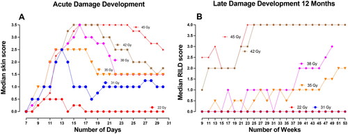 Figure 3. Development of endpoints as a function of time. (A) Median skin score on mice feet for each radiation dose as a function of days until day 30 after treatment. (B) The median radiation-induced late damage (RILD) scores for 22 Gy (n = 6), 31 Gy and 35 Gy (n = 12), 38 Gy and 42 Gy (n = 24), and 45 Gy (n = 6) were analyzed for 12 months after treatment.
