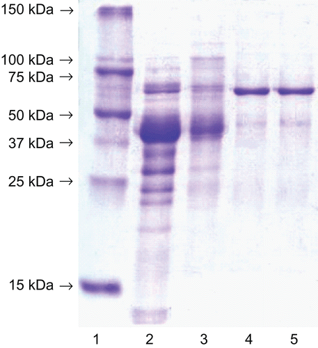 Figure 1.  SDS-polyacrylamide gel electrophoresis after the enzyme purification (the molecular weights of the markers are indicated on the left). From the left: lane l: molecular weight markers, lane 2: the crude extract, lane 3: 40-65% ammonium sulphate precipitation, lane 4: Phenyl Sepharose fraction, lane 5: Macro-Prep High Q fraction. The gel was stained with Coomassie Brilliant R-250.