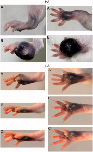 Figure 6. Melanoma tumor processes in the high analgesic (HA) and low analgesic (LA) mice after subcutaneous inoculation with B16F0 melanoma cells into the plantar region of the hindpaw.