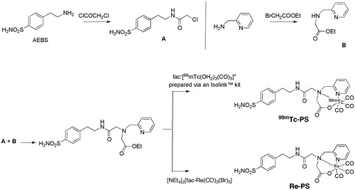 Figure 6. Synthesis of the small molecule CA IX imaging agent 99mTc-PS and control compound Re–PS.