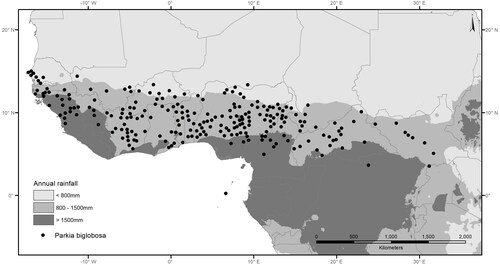 Figure 1. Geographic distribution of Parkia biglobosa in relation to annual rainfall (adapted from Hall et al. Citation1997).