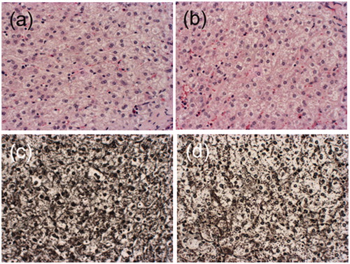 Figure 9. Liver parenchyma at preparation temperature 20 °C, (a) HE before mechanical testing, (b) HE after mechanical testing, (c) Gomori before mechanical testing, (d) Gomori after mechanical testing.