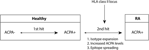Figure 2. Schematic representation of the progression from healthy to ACPA+ RA. The HLA class II locus associates with the progression from ACPA positivity to ACPA+ RA. During this ‘second hit’ the ACPA response matures as shown by isotype expansion, increased ACPA levels, and epitope spreading. Together it supports a role for the HLA class II locus in the maturation of ACPA.