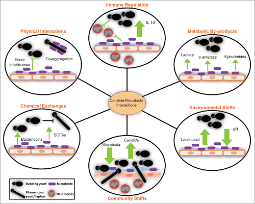 Figure 1. Interactions between Candida and microbiota at the mucosal interface have profound effects on the vaginal ecosystem.Citation109,120-125 Metabolites and small molecules made by the microbiota affect the metabolism and morphology of Candida species. Changes in microbiota relative abundance also impact the abundance of Candida and its ability to access the mucosal surface, where invasion occurs. In healthy states, when microbiota-derived lactic acid is produced, Candida can alter host cytokine production and promote anti-inflammatory signaling. The contribution of bacterial-fungal interactions to the ecology of the vaginal microbiota remains to be described.