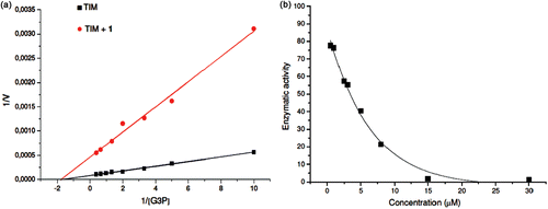 Figure 2.  Effect of compounds 1 on the activity of TcTIM. (a) Lineweaver–Burk plot of TcTIM alone and TcTIM+compound 1 (3.5 µM). (b) TcTIM activity dependence on compound 1 concentration.