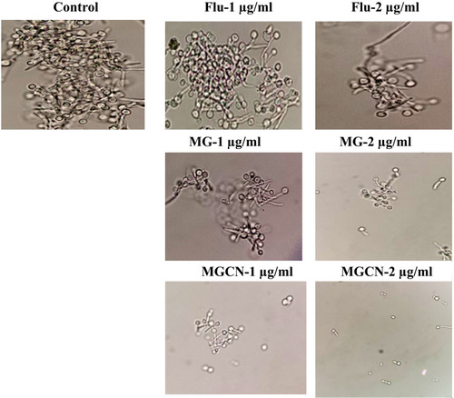 Figure 4 Effect of Fluconazole, MG and MGCN on the transition of Candida albicans yeast cells into hyphae form.