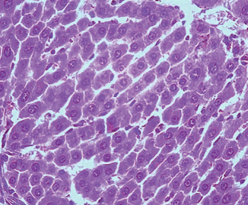 Figure 3.  Microphotograph of liver sections taken from rats of silymarin treated group (50 mg/kg, i.p.). H and E staining (× 400).