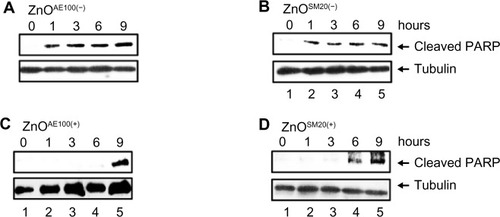 Figure 5 The effect of ZnO nanoparticles on caspase activation.Notes: U373MG cells were treated with 20 μg/mL of (A) ZnOAE100(−), (B) ZnOSM20(−), (C) ZnOAE100(+), or (D) ZnOSM20(+) NPs. At 0, 1, 3, 6, 9 hours after treatment, PARP cleavage was determined by Western blot analysis.Abbreviations: NPs, nanoparticles; PARP, poly-(adenosine diphosphate-ribose) polymerase; ZnO, zinc oxide.