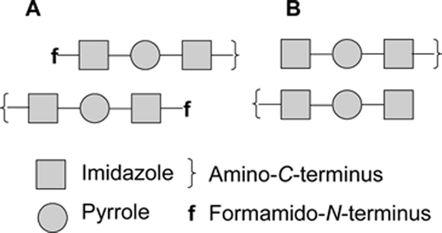 Figure 2. Two possible stacking modes found for polyamides binding to DNA in a 2∶1 complex: (a) the staggered mode (observed when compounds possess the f‐group) and (b) the overlapped mode (observed in compounds with no f‐group).
