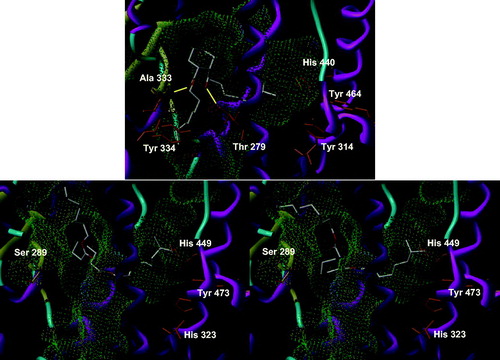 Figure 6. Docking of cis DINCH in PPARα (upper panel) and γ (lower panel).