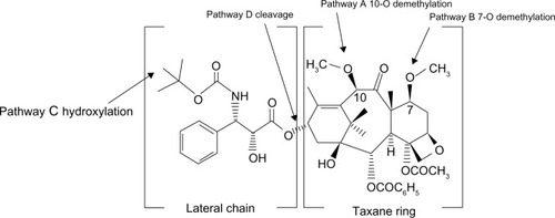 Figure 3 Proposed schematic of the principal metabolic pathways of cabazitaxel.