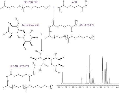 Figure 1 The reaction scheme and 1H NMR spectrum of LAC-ADH-PEG-PCL. LAC-ADH-PEG-PCL were synthesized by conjugating lactobionic acid, ADH, and PCL-PEG-CHO.
