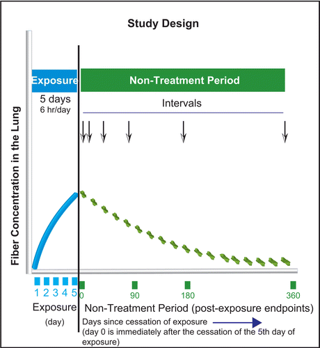 Figure 1.  Time course of the study design. Following the 5 days of exposure, the first time point for postexposure analysis was immediately following the end of the 5th day of exposure. This was termed day 0 of the nontreatment post-exposure period. As described below, this is the first time point at which fiber lung burden and histopathology was analyzed.
