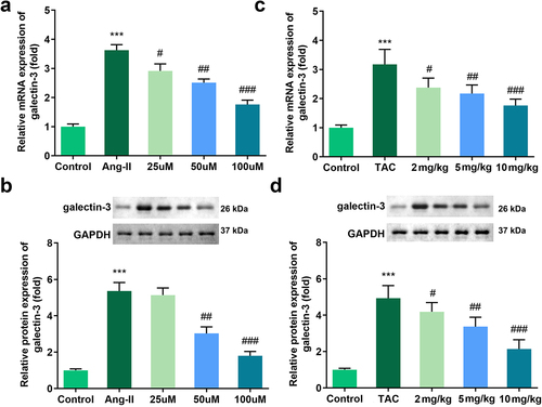 Figure 3. Effects of Tan IIA on the mRNA and protein expression of galectin-3 in H9c2 cells. qRT-PCR (a) and Western blot analysis (b) were performed to examine the expressions of galectin-3 in each group. ***P < 0.001 vs. control group, #P < 0.05 vs. Ang II group, ##P < 0.01 vs. Ang II group, ###P < 0.001 vs. Ang II group, &&P < 0.01 vs. Tan IIA group, &&&P < 0.001 vs. Tan IIA group.