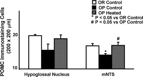 Figure 6. Quantitation of POMC immunoreactivity in the hypoglossal nucleus and medial nucleus tractus solitarius (mNTS) in infrared heat-treated OP rats compared with OP control and OR control rats. POMC immunostaining cells in the hypoglossal nucleus (left side) are increased in heat-treated OP rats and OR control rats, in comparison to OP control rats, but this change was short of statistical significance. In the mNTS (right side), OP heated and OR rats displayed significantly increased POMC positive staining neuron counts. Each bar represents the mean values and the vertical lines represent SEM (n = 5–7). *P < 0.05 (analysis of variance), compared with OR control; #P < 0.05 compared with OP control.