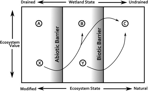 Figure 4. A novel ecosystems perspective on wetland value revising Figure 1. Heavily modified ecosystems can be highly valued (State A). Notably, there is no longer a single axis upon which any particular wetland can slide up or down. Restoration is represented by the sinuous arrows with restoration choosing to move ecosystems to higher valued positions (usually restoration targets ecosystems like X and Y with a goal of achieving states B and C). This framework also provides a blueprint for identifying where and what wetland archaeological perspective is useful as well as helping avoid conflict between wetland restoration and wetland archaeology preservation. Movement across abiotic barriers should include wetland archaeological analysis of drainage to improve the restoration programme while also identifying and avoiding conflicts with preservation of archaeology possibly at risk. Movement across biotic barriers could use wetland archaeology as an archive of past states if necessary to achieve higher value states.