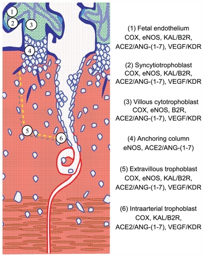 Figure 2 Diagram of the uteroplacental interface, showing its main cell types and the vasodilator repertoire of each type.Citation9 The discontinuous yellow line depicts the path of trophoblasts that detach from the anchoring column to migrate through the uterine stroma, destroy the vascular smooth muscle, and colonize the lumen of the spiral arteries.