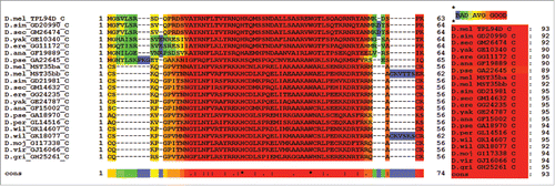 Figure 7. T-Coffee Alignment of Tpl94D and Drosophila protamine-like protein (MST35Ba and MST35Bb) conserved regions. T-Coffee alignment of the DNA binding-HMG box conserved regions in Drosophila Tpl94D and Drosophila protamine-like proteins (MS35Ba and MST35Bb) orthologs. The area in red indicates strong conservation. Consensus score equals 93. Also D. pseudoobscura GA18970s first exon (GA31252) contains the conserved region for the D. pseudoobscura MST35Ba/Bb ortholog.