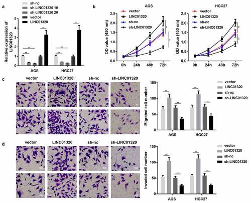 Figure 2. Overexpression of LINC01320 promotes the malignant progression of gastric cancer. (a) Detection of LINC01320 transfection efficiency. (b) After transfected with LINC01320 overexpression or knockdown plasmids, the proliferation ability of gastric cancer cells AGS and HGC27 was detected. (c) After transfected with LINC01320 overexpression or knockdown plasmids,, the migration ability of gastric cancer cells AGS and HGC27 was detected. (d) After transfected with LINC01320 overexpression or knockdown plasmids,, the invasive ability of gastric cancer cells AGS and HGC27 was detected. **P< 0.01 vs sh-nc or vector