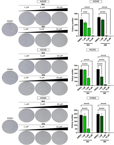 Figure 1. The ability of NSCLC cells to form colonies is impeded by anthraquinones. A visual representation of the colony formation assay is displayed on the left, and the quantitative results are presented on the right. The data shown in the panels represent the mean ± SEM of three independent experiments. ***p < 0.0001 and ****p < 0.00001 (two-way ANOVA and post hoc Dunnett’s test).