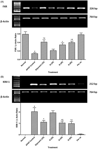 Figure 2. Effect of naringin treatment on liver FXR mRNA expression (A), renal KIM-1 mRNA expression (B) in APAP-induced toxicity in rats. Data are expressed as mean ± SEM (n = 6) and analyzed by one-way ANOVA followed by Tukey’s multiple range test for each parameter separately. *p < 0.05 as compared to APAP group, #p < 0.05 as compared to normal group and $p < 0.05 as compared to one another group. APAP: acetaminophen; FXR: farnesoid X receptor; KIM-1: kidney injury molecule-1.