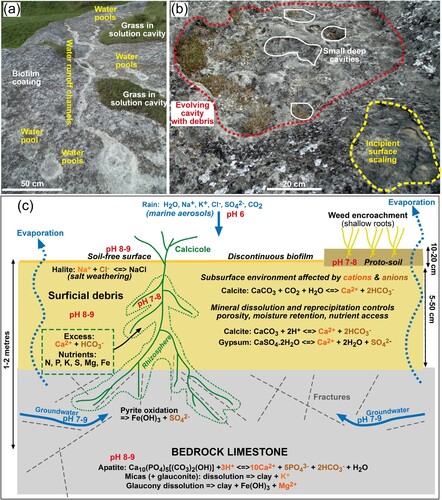 Figure 12. Summary of physical and chemical microhabitats for calcicoles. A, Otekaike Limestone outcrop at Elephant Rocks, showing sites of incipient water passage and pooling (white) across the biofilm-coated limestone. B, Otekaike Limestone outcrop at Elephant Rocks, showing three stages in evolution of surficial solution cavities. Initial decomposition of the surface crust and surface scale fragmentation (yellow, lower right) creates enhanced water pools. Further dissolution of calcite makes larger depressions with accumulated debris (red, centre and top). Localised water pools become deepened as even more calcite is dissolved and more debris accumulates (white, centre and top). C, Cartoon cross section (not to scale) of substrates hosting calcicoles, with principal chemical reactions relevant to geochemical evolution of the plant growth environments.