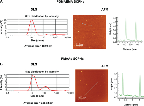 Figure S2 PDMAEMA and PMAAc SCPNs dynamic light scattering (DLS) and atomic force microscopy (AFM) images.Notes: (A) PDMAEMA SCPNs (left) DLS measurement data: average size of 13±2.9 nm, and (right) AFM picture of dry nanoparticles around 3 nm in size; (B) PMAAc SCPNs (left) DLS measurement data: average size of 16±4.2 nm; and (right) AFM picture of dry nanoparticles around 5 nm in size.Abbreviations: PDMAEMA, poly(N,N-dimethylaminoethyl methacrylate); PMAAc, polymethacrylic acid; SCPN, single-chain polymeric nanoparticle.