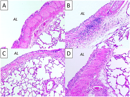 Figure 4. Lung tissue sections from (A) healthy control and (B–D) rats 24 h post-exposure to 2200 ppm sulfur dioxide (SO2), (B) without treatment (vehicle) and with (C) dexamethasone (DEX, 10 mg/kg i.p)-treatment, or (D) pirfenidone (PFD, 200 mg/kg i.p)-treatment. Tissue sections were stained with hematoxylin-eosin and photos were taken at 20 x magnification using a light microscope. AL = airway lumen.