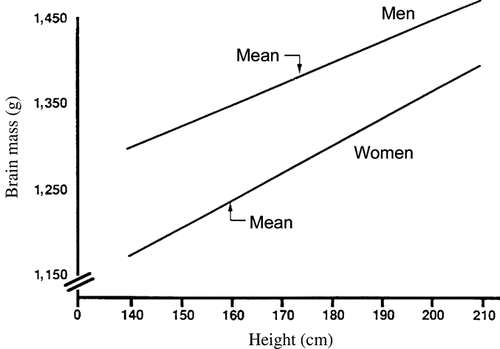 Figure 3 The relation between brain mass and body height in White men and women. Lines drawn from equations in Ho et al. (1980, Table 1): men, brain mass = 920 g (±113) + 2.70 (±0.65) × body height (r = 0.20, p < 0.01); women, brain mass = 748 g (±104) + 3.10 (±0.64) × body height (r = +0.24, p < 0.01). (From Ankney, Citation1992, p. 333, Figure 4. Copyright 1992 by Ablex Publishing Corp. Reprinted with permission.).