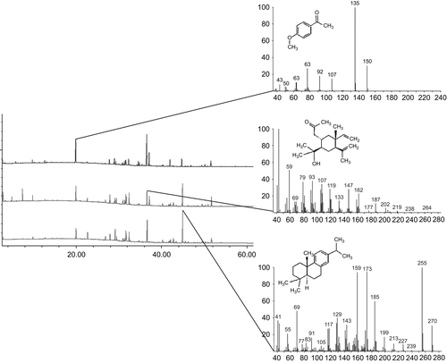 Figure 1.  Total ion chromatogram (TIC) of the essential oils of Stachys menthifolia Vis. with mass spectra of the major constituents.