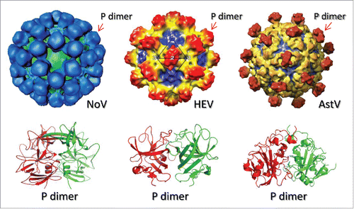 Figure 3. Schematic illustration of the common availability of viral dimeric surface proteins. The structures of norovirus (NoV), hepatitis E virus (HEV), and astrovirus (AstV) with indication of protruding (P) dimers on the capsid are shown in the top panel. The crystal structures of the P dimers are shown in the bottom panel. These dimeric viral proteins are ideal components for the viral protein polymer production.