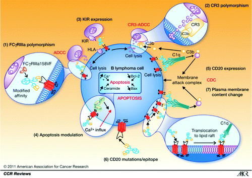 Figure 1. IgG antibody N-glycosylation